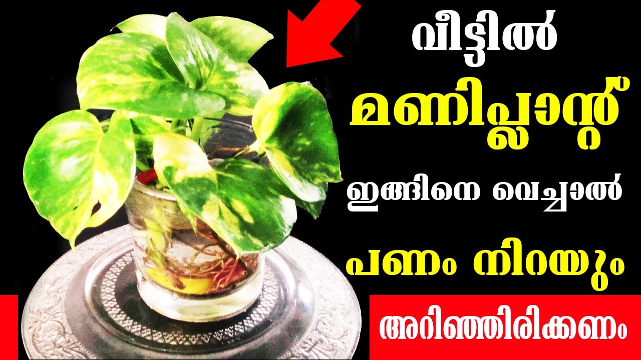 money plant tips