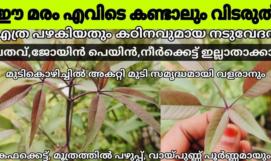 കരിനെച്ചി ചെടിയുടെ ഔഷധഗുണങ്ങൾ..