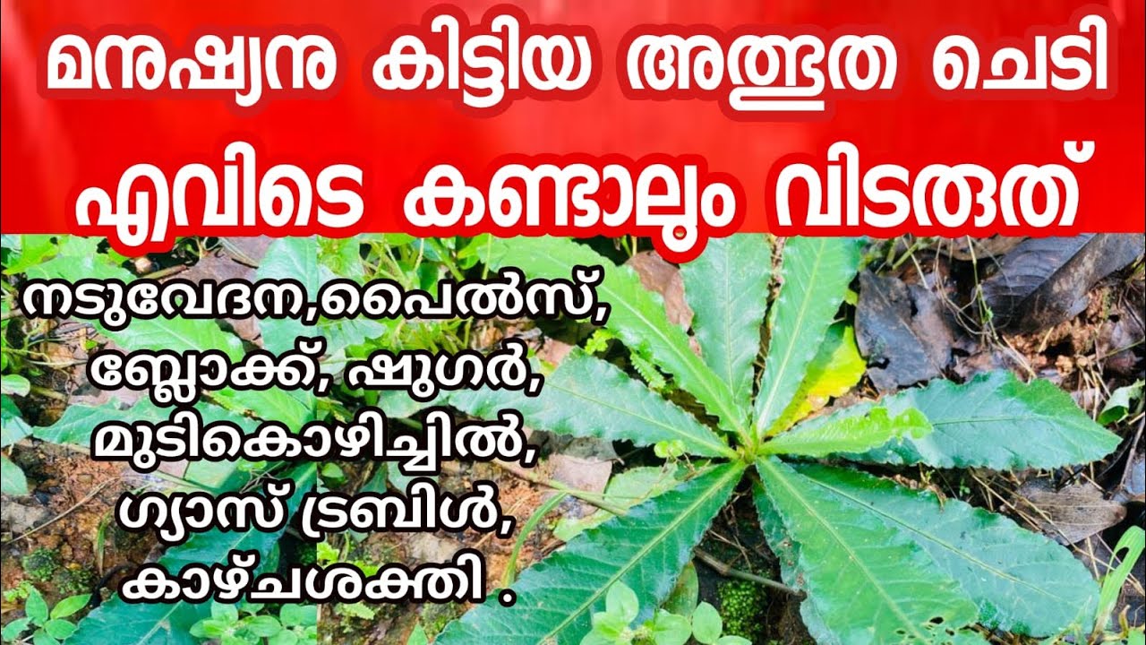 Anachuvadi plant uses in malayalam