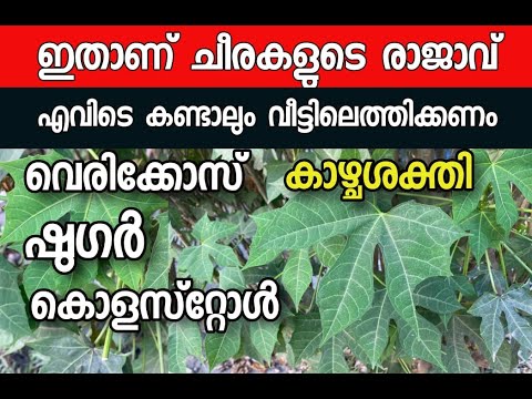 ചായൻ മാനസ ചീര കഴിക്കുന്നത് കൊണ്ടുള്ള ഗുണങ്ങൾ