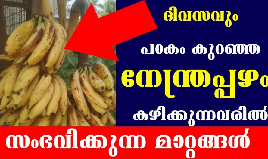 നിങ്ങൾ ദിവസവും പാകം കുറഞ്ഞ നേന്ത്രപ്പഴം കഴിക്കുന്ന ആളുകളാണ് എങ്കിൽ ഈ വീഡിയോ ഒന്ന് കാണുക