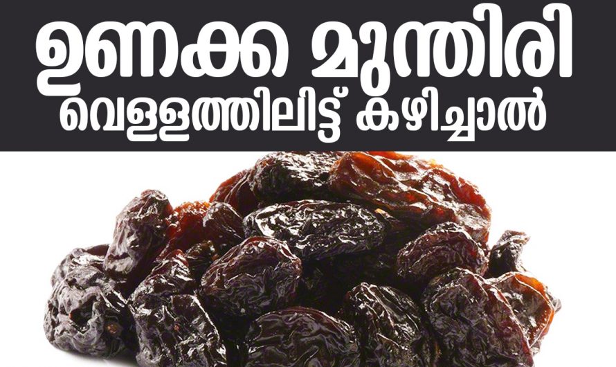 കറുത്ത ഉണക്കമുന്തിരി വെള്ളത്തിലിട്ട് കഴിച്ചാൽ ലഭിക്കുന്ന ഗുണങ്ങൾ