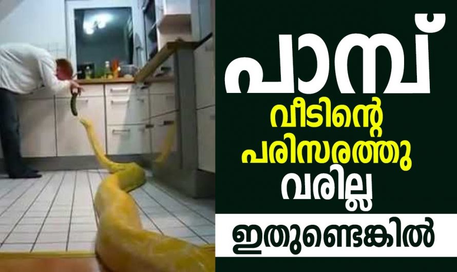 ഇങ്ങനെ ചെയ്താൽ പാമ്പുകൾ വീടിന് ചുറ്റുവട്ടത്ത് വരില്ല.