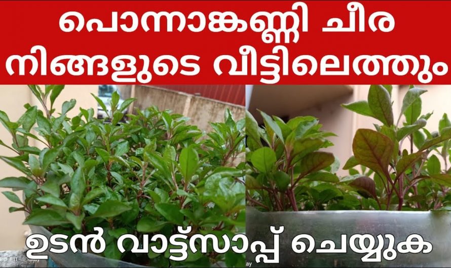 പൊന്നാങ്കണി ചീരയുടെ ഔഷധഗുണങ്ങൾ.
