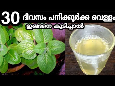 പനിക്കൂർക്കയുടെ ഞെട്ടിക്കും ഔഷധഗുണങ്ങൾ
