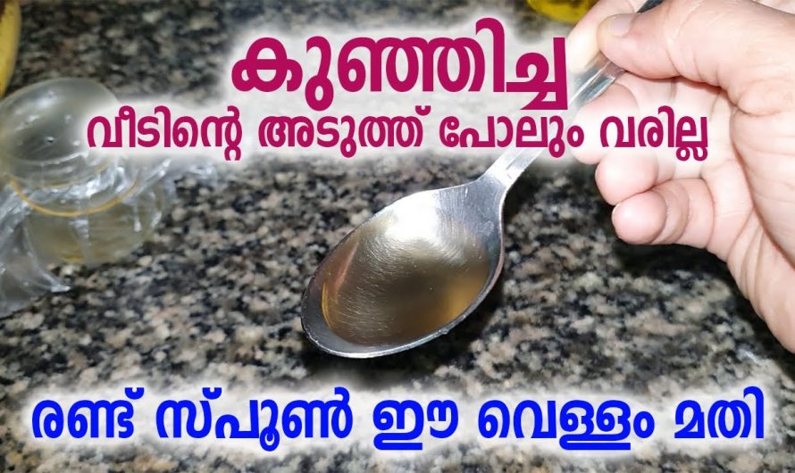 പൊടി ഈച്ചയുടെയും ഈച്ചകളുടെയും ശല്യം ഇല്ലാതാക്കാൻ കിടിലൻ വഴി…👌