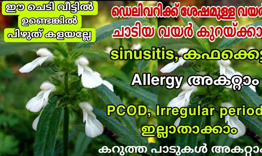 തുമ്പച്ചെടി ഉപയോഗിച്ചുകൊണ്ട് എത്രമാറാത്ത തലവേദനയും മാറ്റിയെടുക്കാം.🤔