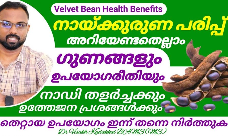 നായികരണ പരിപ്പിന്റെ ഔഷധഗുണങ്ങൾ. 😱