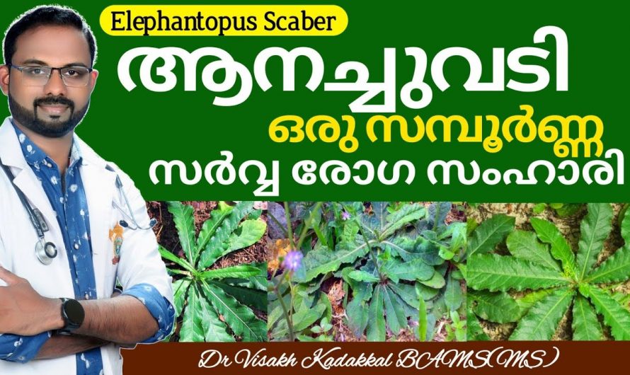 ആനച്ചുവടി എന്ന ചെടിയുടെ ഔഷധഗുണങ്ങൾ 👌