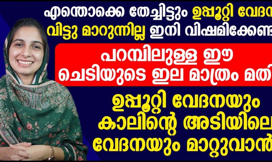 നമ്മുടെ പറമ്പിലുള്ള ഈ ചെടി ഉപയോഗിച്ചുകൊണ്ട് നമ്മുടെ കാലിലെ ഉപ്പുറ്റി വേദന മാറ്റിയെടുക്കാം😄
