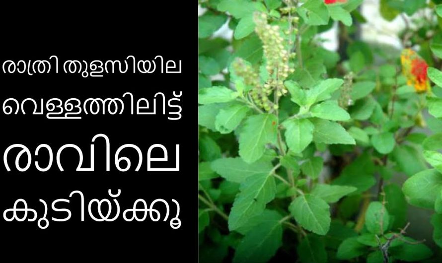 തുളസി കഴിച്ചാൽ ലഭിക്കുന്ന ആരും അറിയാത്ത ഞെട്ടിക്കും ഗുണങ്ങൾ.. 😱