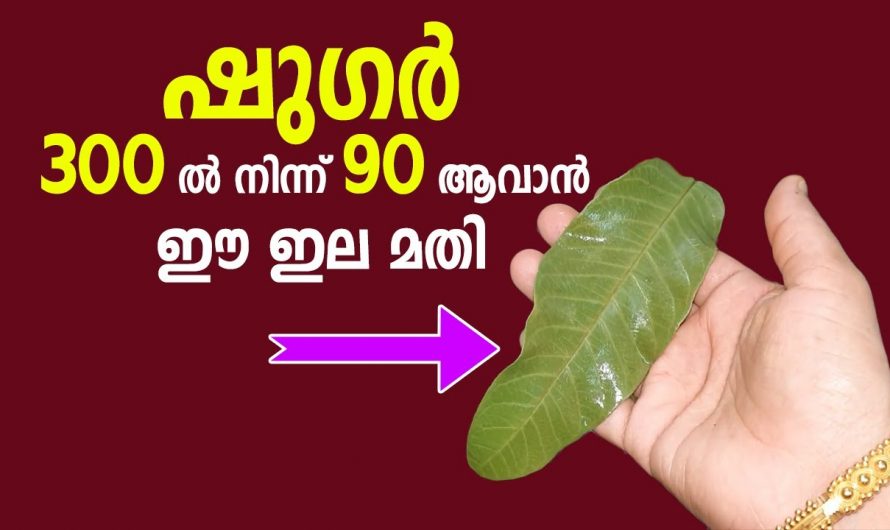 ഈ ഇല ഉപയോഗിച്ച് നിങ്ങൾക്ക് ഷുഗർ കുറയ്ക്കുവാൻ സാധിക്കും എന്നറിയാമോ 👌