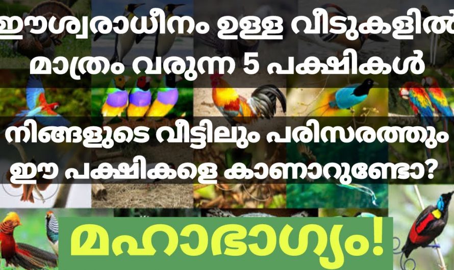 ഇത്തരം പക്ഷികൾ വീടുകളിൽ വന്നാൽ മഹാഭാഗ്യം.👌