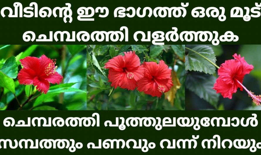 ഈ ചെടികൾ നട്ടുവളർത്തിയിൽ ജീവിതം രക്ഷപ്പെടും. 👌