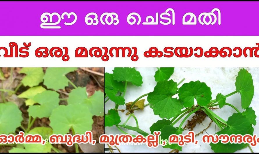 മുത്ത് അഥവാ കൂടങ്ങൾ   എന്ന ഔഷധച്ചെടിയുടെ ഗുണങ്ങൾ… 👌