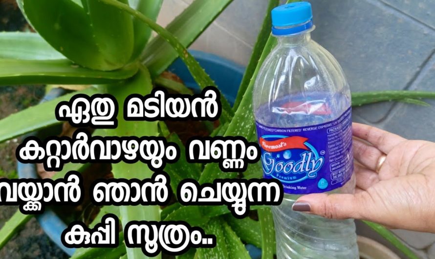 വീട്ടിൽ എങ്ങനെ കറ്റാർവാഴ നല്ല രീതിയിൽ വളർത്താം…👌