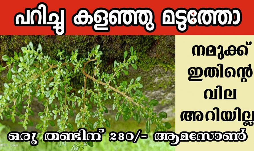 മതിൽ പച്ച എന്ന ചെടിയെ കുറിച്ച് കേട്ടിട്ടുണ്ടോ…😱