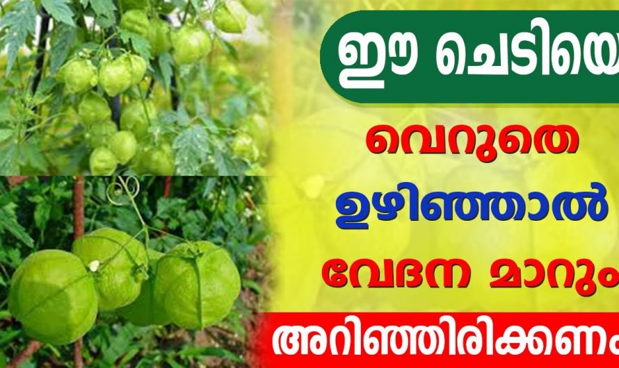 ഉഴിഞ്ഞ ചെടിയുടെ ഞെട്ടിക്കും ഔഷധഗുണങ്ങൾ.👌