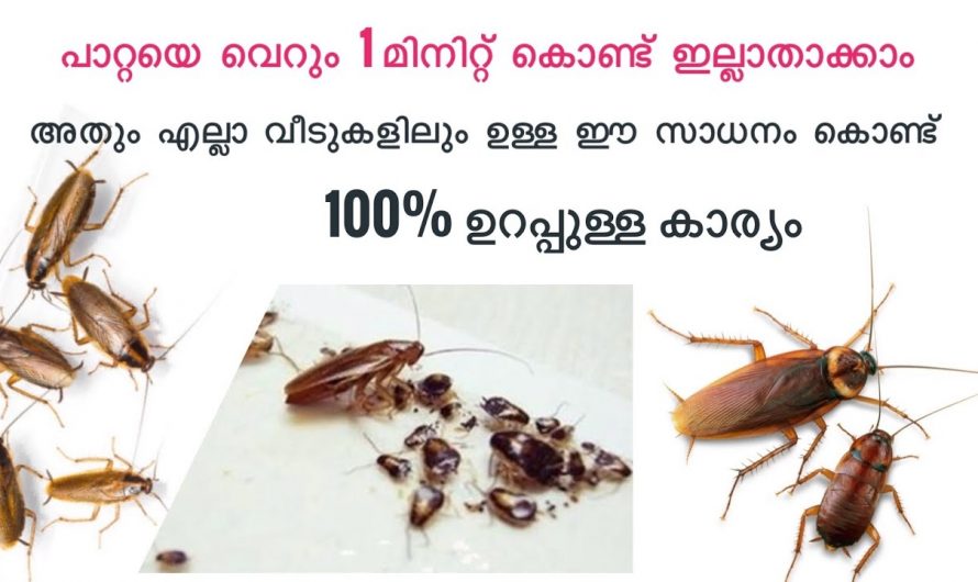 പാറ്റ ശല്യം ഒഴിവാക്കാൻ ഇനി വിഷം വേണ്ട ഇത് കിടിലൻ വഴി…😱