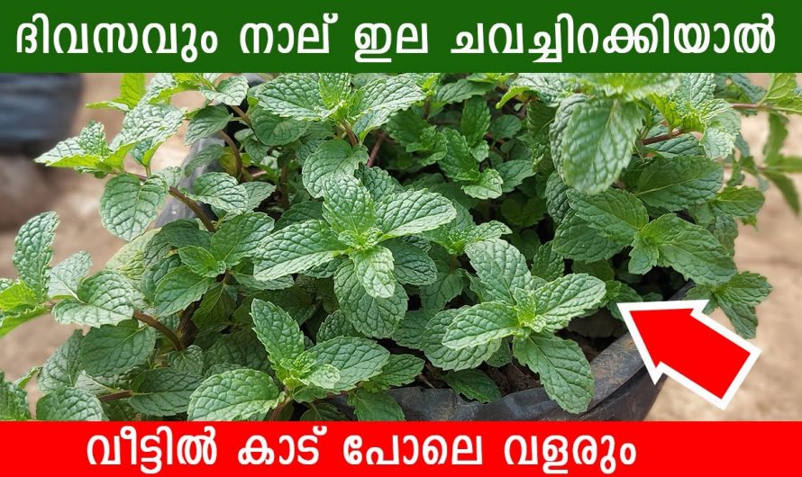വെറുമൊരു ഭക്ഷണ വസ്തു മാത്രമല്ല പുതിന കുറേ ആരോഗ്യഗുണങ്ങളും ഉണ്ട് 🥰