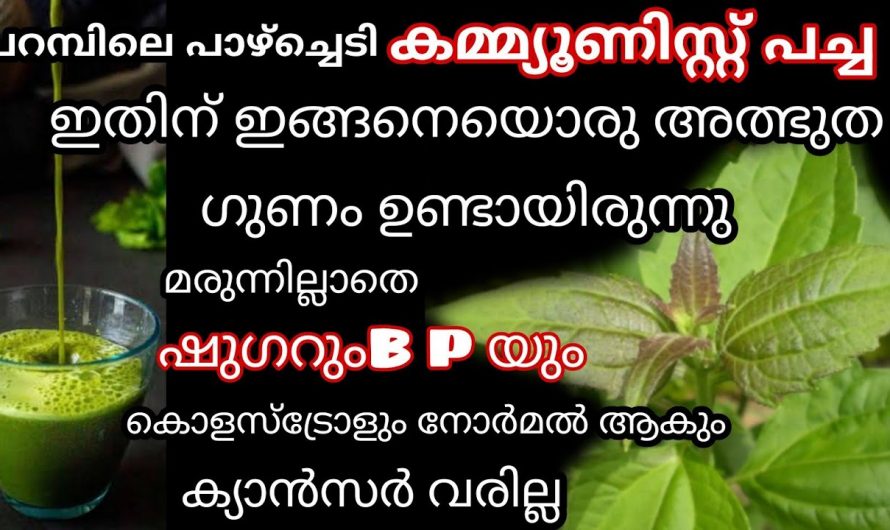 കമ്മ്യൂണിസ്റ്റ് പച്ച ഉപയോഗിച്ച് പ്രമേഹത്തെ നിയന്ത്രിക്കാം🤔