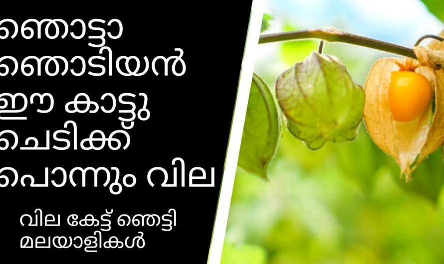 ഞൊട്ടങ്ങ എന്ന സ്വർണപ്പഴത്തിന്റെ ഔഷധഗുണങ്ങൾ 🙄