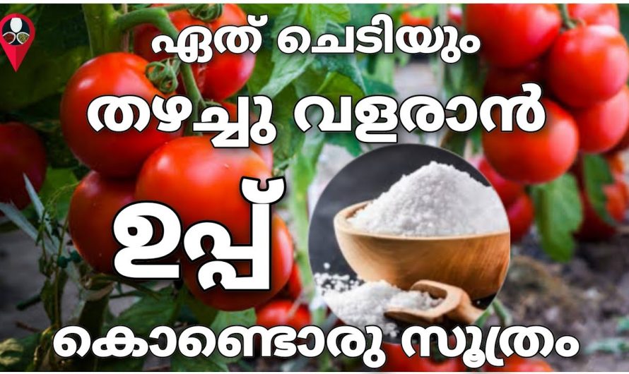 നമ്മുടെ പച്ചക്കറിയിൽ നിന്ന് കൂടുതൽ വിളവെടുപ്പ് ഉണ്ടാകുന്നതിന്..👌