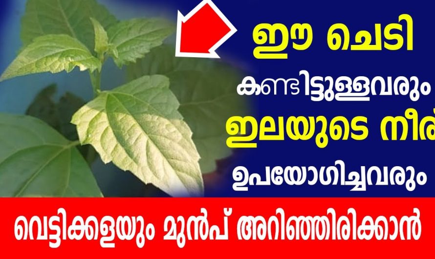 ഈ ചെടിയുടെ നീര് മുറിവുണക്കും🥰