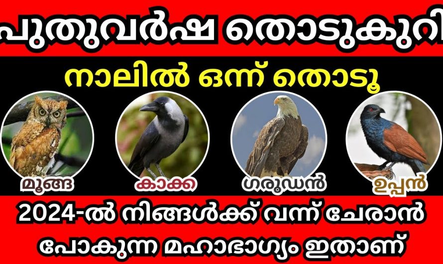 നാല് ദിവ്യ പക്ഷികളിൽ നിന്നും ഒന്നിനെ തിരഞ്ഞെടുക്കു നമ്മുടെ ഭാവി ജീവിതത്തെക്കുറിച്ച് മനസ്സിലാക്കുക.. 🥰