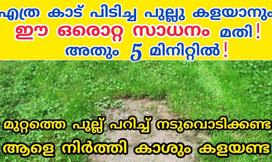 വളരെ എളുപ്പത്തിൽ പുല്ല് ഇല്ലാതാക്കി വീട്ടുമുറ്റവും പറമ്പും ക്ലീൻ ചെയ്യാം…😱