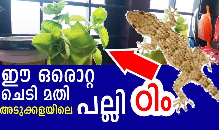 പനിക്കൂർക്ക അഥവാ ഞവരയുടെ ഞെട്ടിക്കും ഔഷധഗുണങ്ങൾ…😱