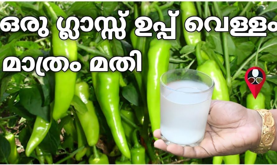 പച്ചമുളക് ഉണ്ടാക്കുന്നതിൽ 100 ശതമാനം വിജയം  ലഭിക്കാൻ…
