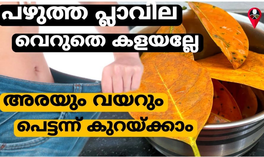 ശരീരഭാരം കുറയ്ക്കുവാൻ പ്ലാവില കൊണ്ടുള്ള ഗുണങ്ങൾ.