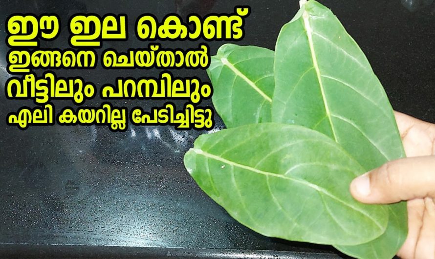 ഈ ഒരു ഇല മതി എലികളെ ഓടിപ്പിക്കുവാൻ