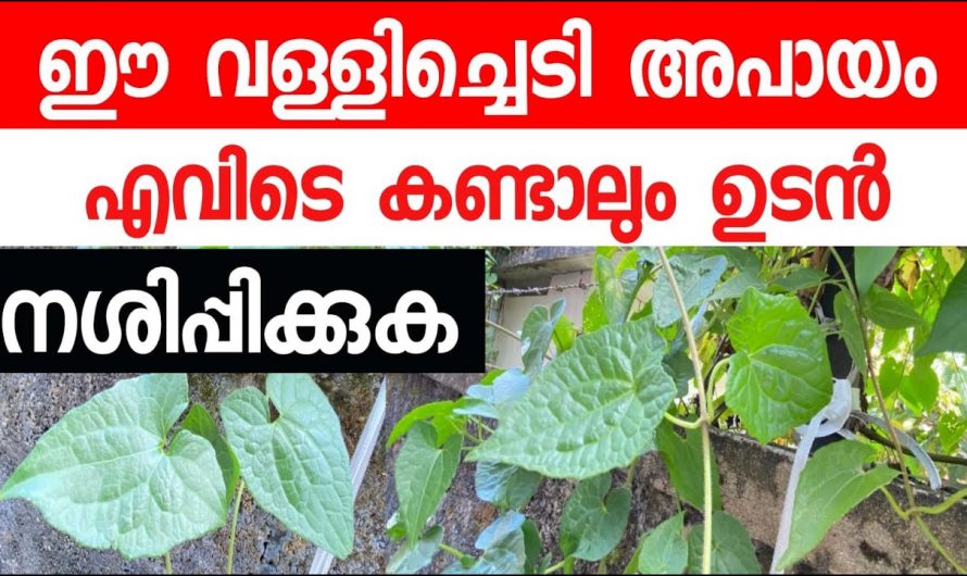 നമ്മുടെ പരിസ്ഥിതിക്ക് ദോഷം ചെയ്യുന്ന ഈ ചെടിയെ കുറിച്ച് അറിയുക.