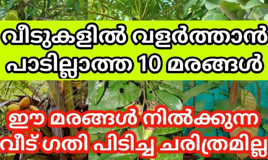 വാസ്തുപ്രകാരം ഇത്തരം വൃക്ഷങ്ങൾ വീട്ടിൽ നട്ടു വളർത്താൻ പാടില്ല…