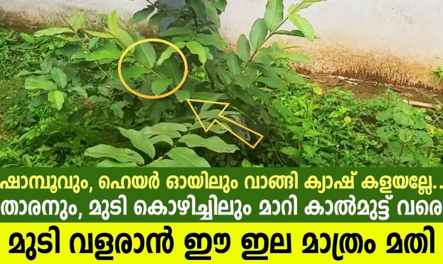 താരനെ ഇല്ലാതാക്കുവാൻ ഈ ഒരു ഇല മാത്രം മതി.