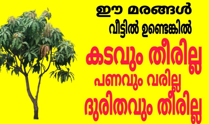 ഇത്തരം വൃക്ഷങ്ങൾ നമ്മുടെ വീടിന്റെ ചുറ്റുമതലിനുള്ളിൽ ഉണ്ടെങ്കിൽ കടബാധ്യത വർദ്ധിക്കും സമാധാനം നഷ്ടപ്പെടും…