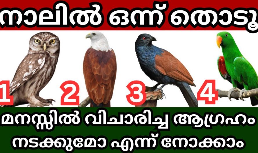 നിങ്ങളുടെ ഭാഗ്യം മനസ്സിലാക്കാൻ ഈ നാല് ചിത്രത്തിൽ നിന്ന് ഒരു ചിത്രം  തെരഞ്ഞെടുക്കു …