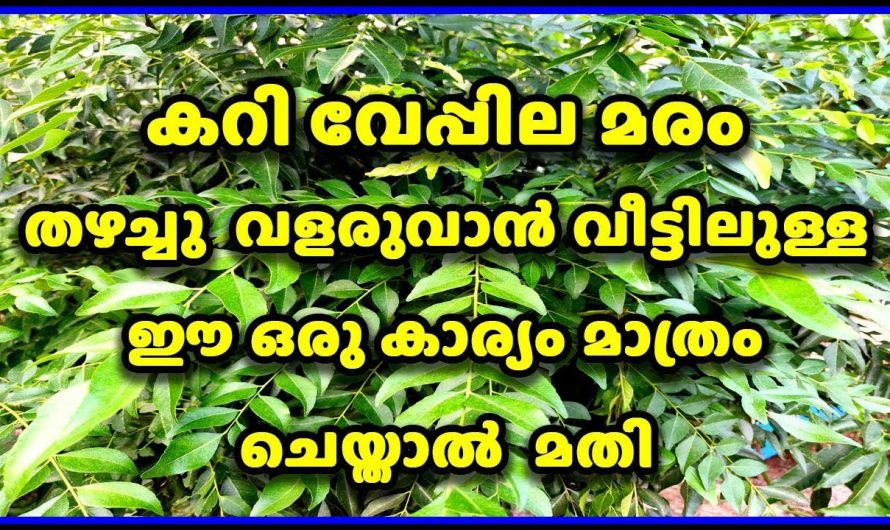 കറിവേപ്പില യാതൊരുവിധ മരുന്നുകളും അടിക്കാതെ  വളർത്തിയെടുക്കേണ്ട വിധം.