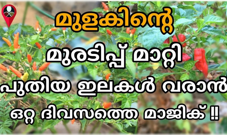മുളക് ചെടിയിൽ ഇലകൾ കാണാത്ത വിധത്തിൽ മുളകു ഉണ്ടാകുവാൻ..