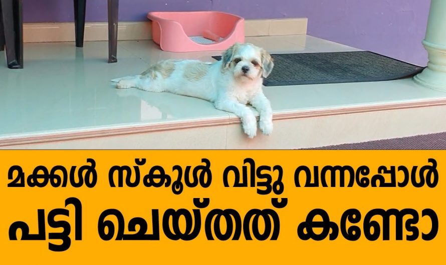 വീട്ടിലെ വളർത്തുമൃഗം ചെയ്തത് കണ്ടാൽ ആരും ഞെട്ടും..