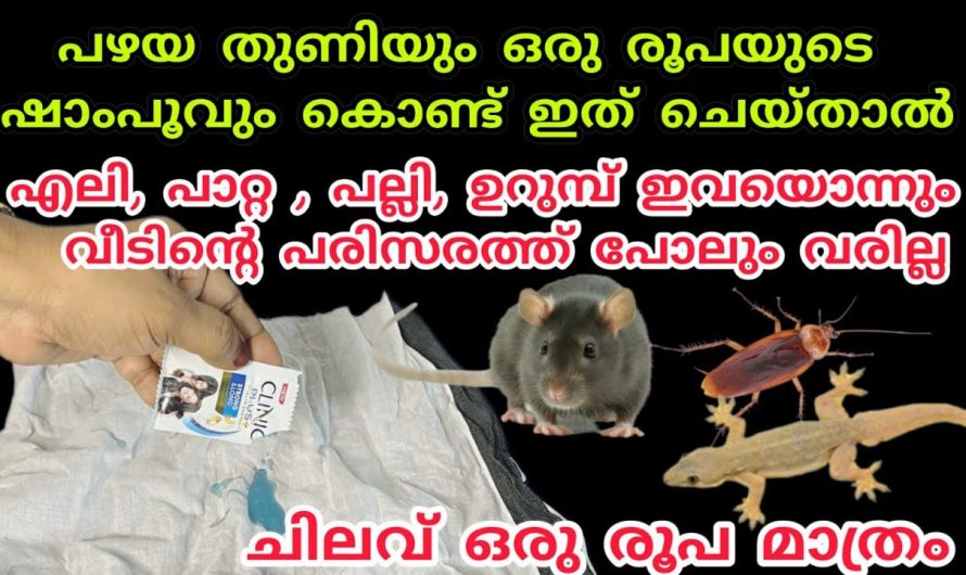 എലി പാറ്റ പല്ലി ഉറുമ്പ് ശല്യം എളുപ്പത്തിൽ പരിഹരിക്കാൻ ഇതാ കിടിലൻ മാർഗ്ഗം…
