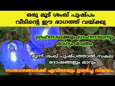 വീടുകളിൽ നീല ശംഖുപുഷ്പം നട്ടുവളർത്തിയാൽ ഞെട്ടിക്കും ഗുണങ്ങൾ..