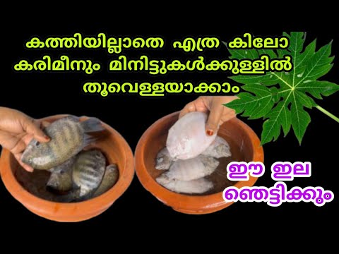 കരിമീൻ വൃത്തിയാക്കുവാൻ പ്രയാസപ്പെടുന്ന ആളുകൾക്ക് ഈ വീഡിയോ ഉപകാരപ്പെടും.