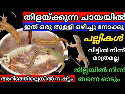 മത്തി പൊരിക്കുമ്പോൾ ഉണ്ടാകുന്ന ഈ പ്രശ്നം ഇങ്ങനെ പരിഹരിക്കാം.