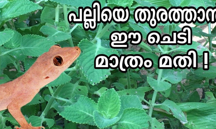 പല്ലി ശല്യം പരിഹരിക്കാൻ ഇതാ കിടിലൻ മാർഗ്ഗം..