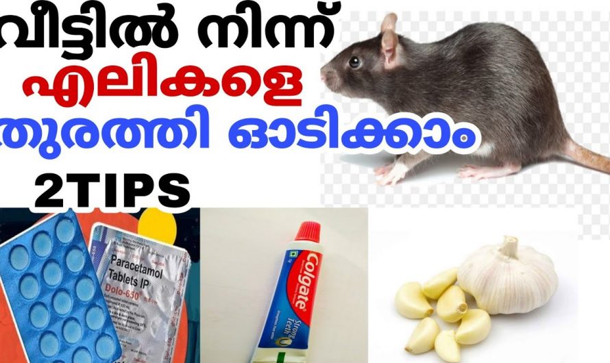 എലിശല്യം പ്രശ്നമാണെങ്കിൽ ഈ ഒരു കാര്യം ചെയ്തു നോക്കൂ..