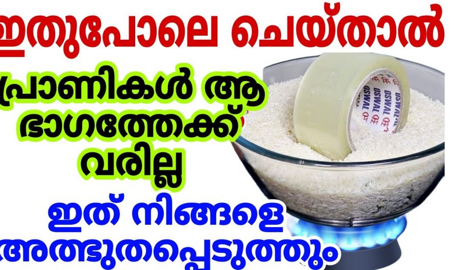 ഇനിമുതൽ ധാന്യങ്ങൾ സൂക്ഷിക്കുമ്പോൾ ഇങ്ങനെയൊന്ന് ചെയ്തു നോക്കിയാൽ ഒരു പ്രാണിപോലും വരികയില്ല.