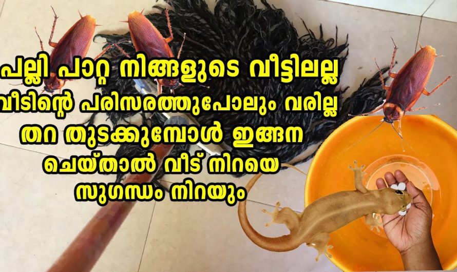 വീട്ടിലെ ചെറു പ്രാണികളുടെ ശല്യം എളുപ്പത്തിൽ ഒഴിവാക്കാൻ..